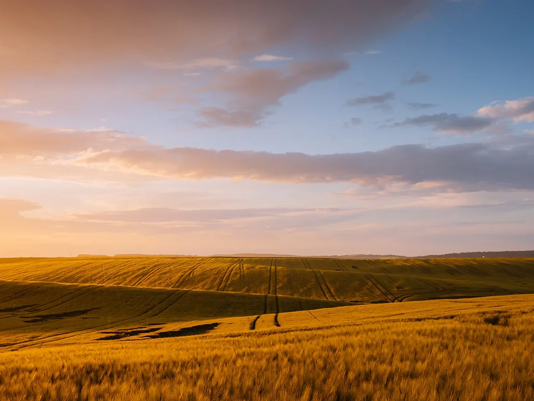 Healthy looking field