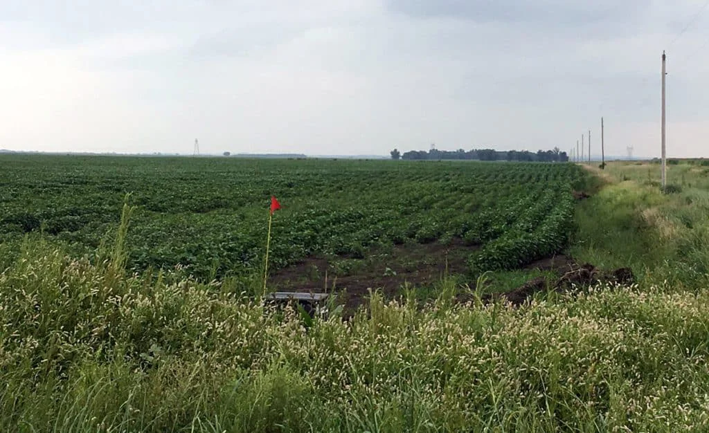 Field with drainage solution with healthy crops