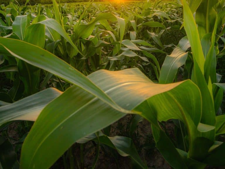 Field drainage systems designed for land to stay productive and healthy by East River Land Improvement in South Dakota and surrounding areas.
